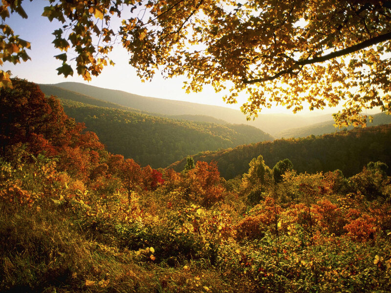 Autumn Forest Valley — Orange, Serene, Photograph, Trees, Mountains