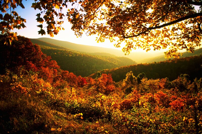 Autumn Forest Valley — Orange, Serene, Sunset