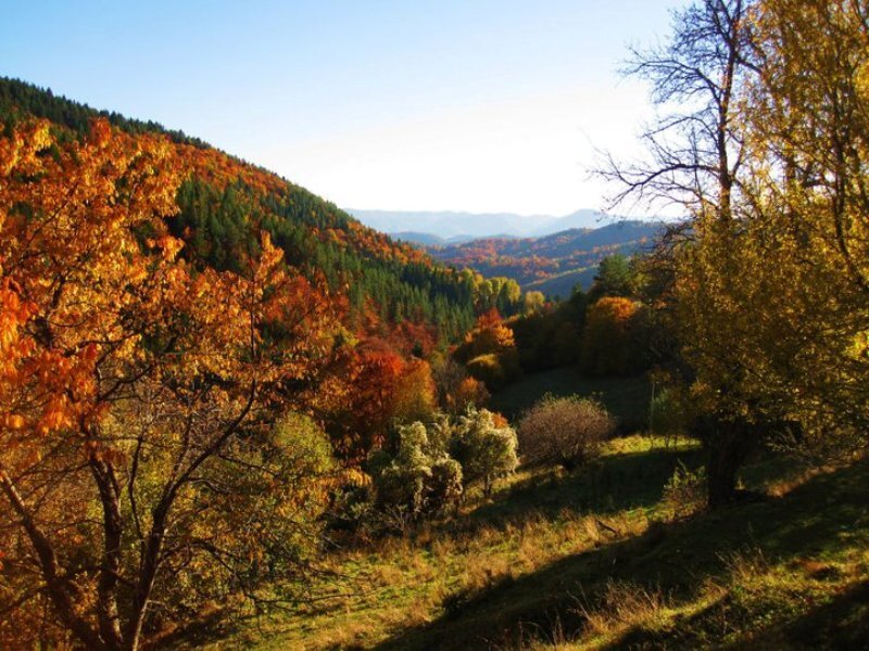 Autumn Forest Valley — Orange, Serene