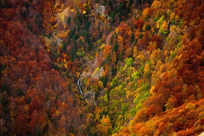 Autumn Forest Valley — Orange