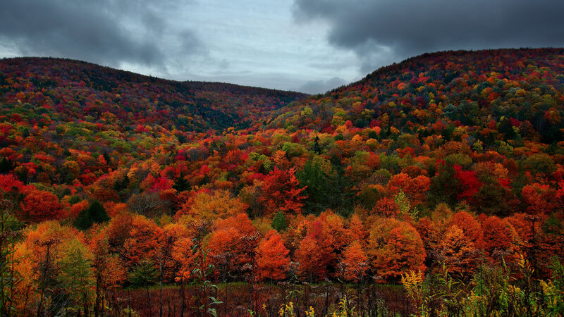 Autumn Forest Valley — Red, Dramatic, Photograph, Hills