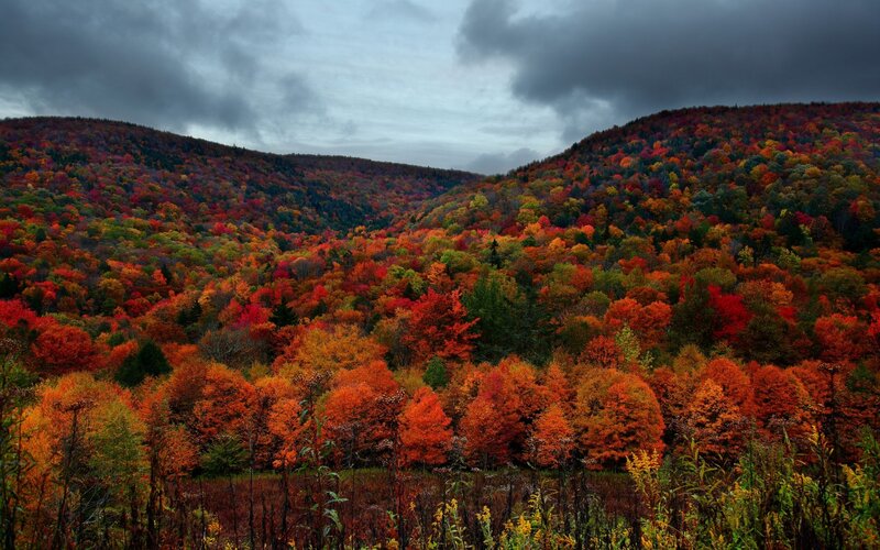 Autumn Forest Valley — Red, Dramatic, Photograph, Hills, Trees