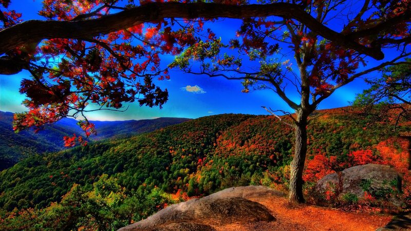 Autumn Forest Valley — Red, Dramatic, Photograph, Tree