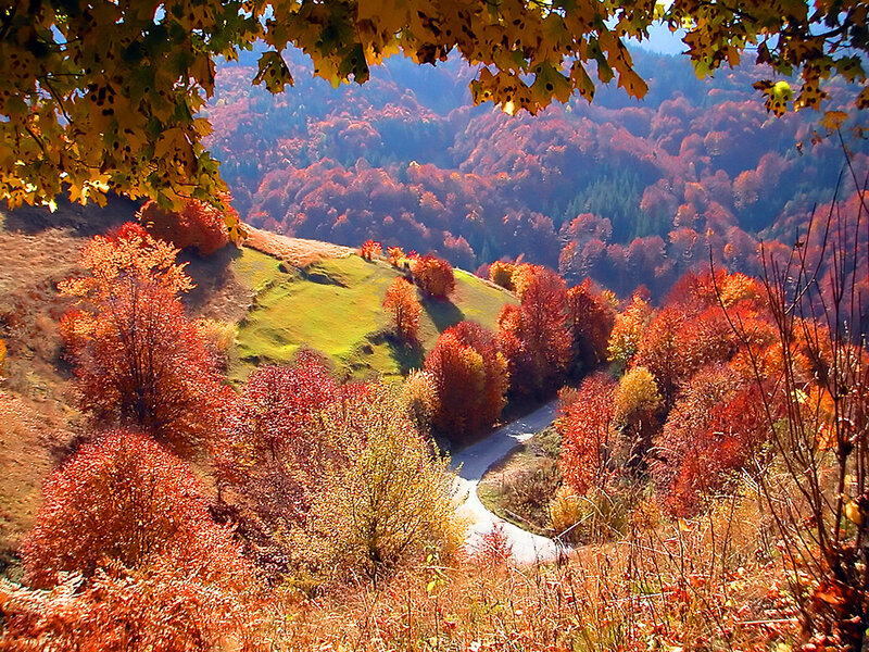 Autumn Forest Valley — Red, Serene, Photograph