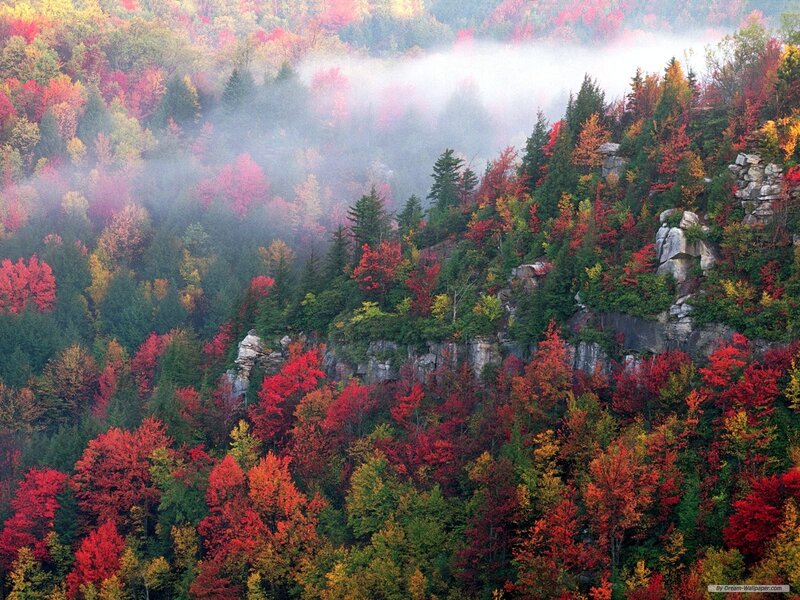 Autumn Forest Valley — Red, Serene, Photograph, Trees
