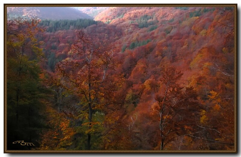 Autumn Forest Valley — Red, Serene
