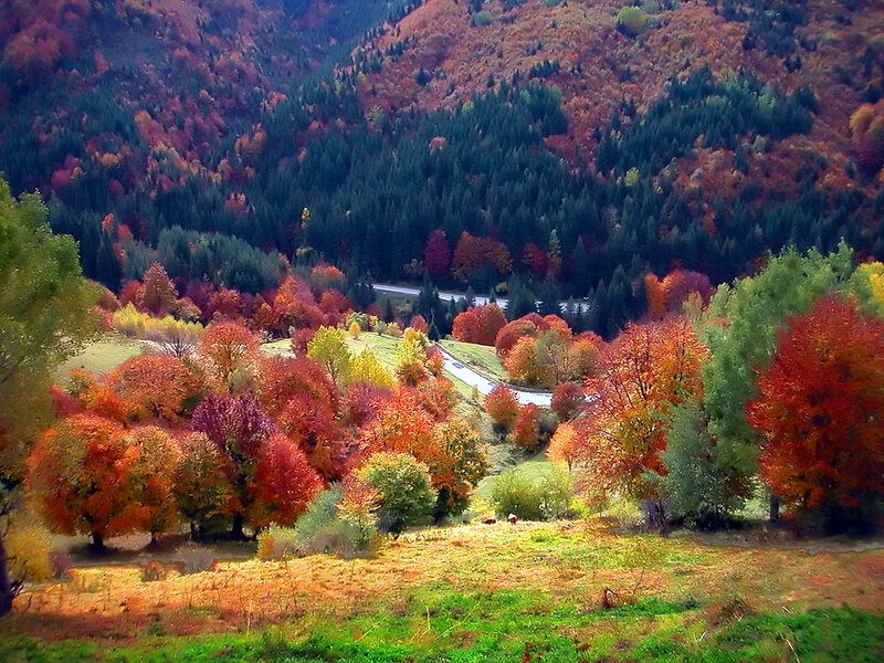 Autumn Forest Valley — Red