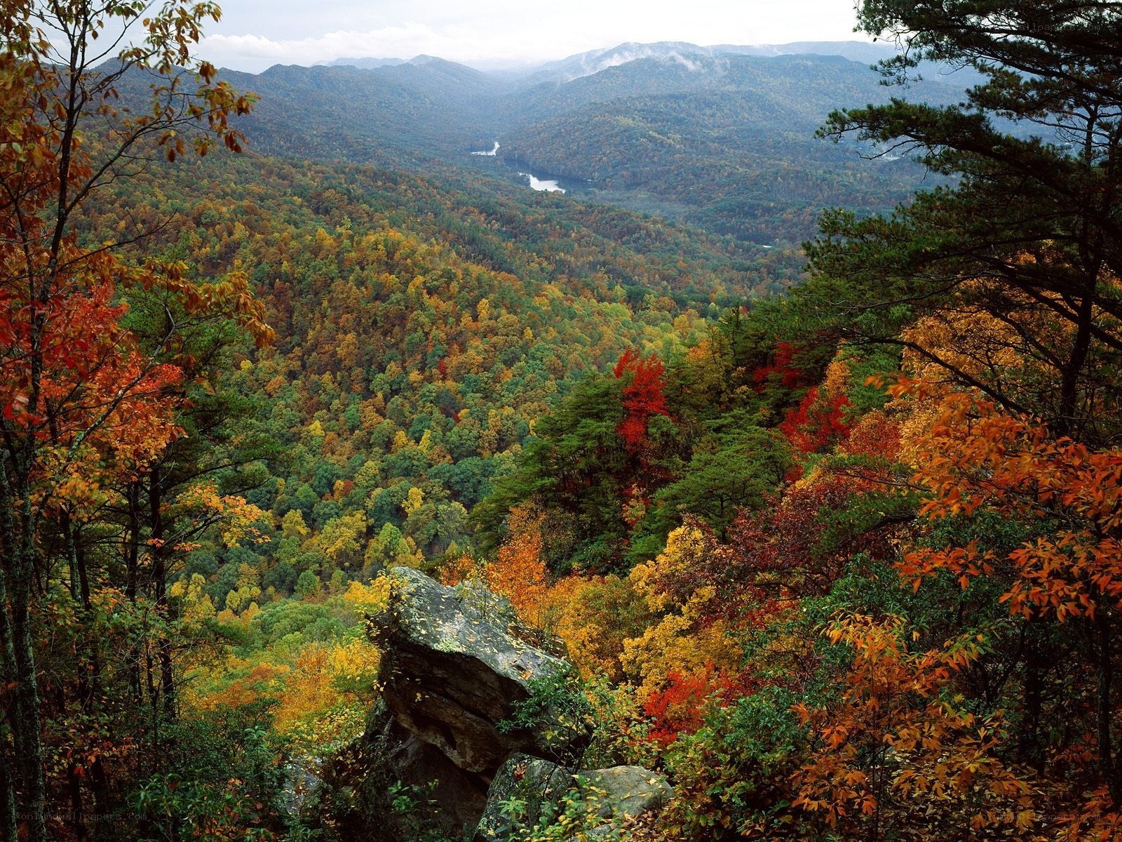 Autumn forest valley view