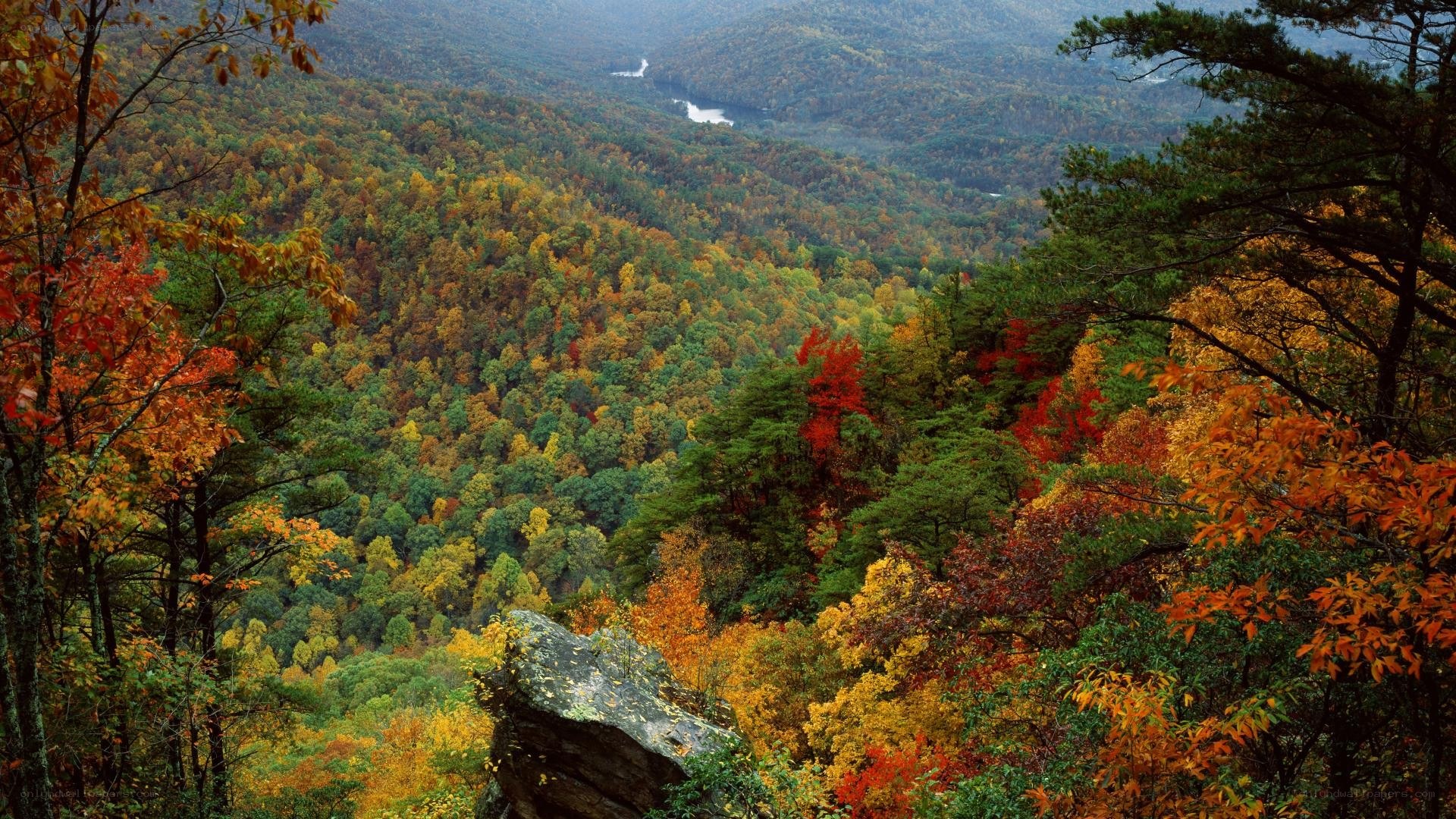 autumn forest valley view