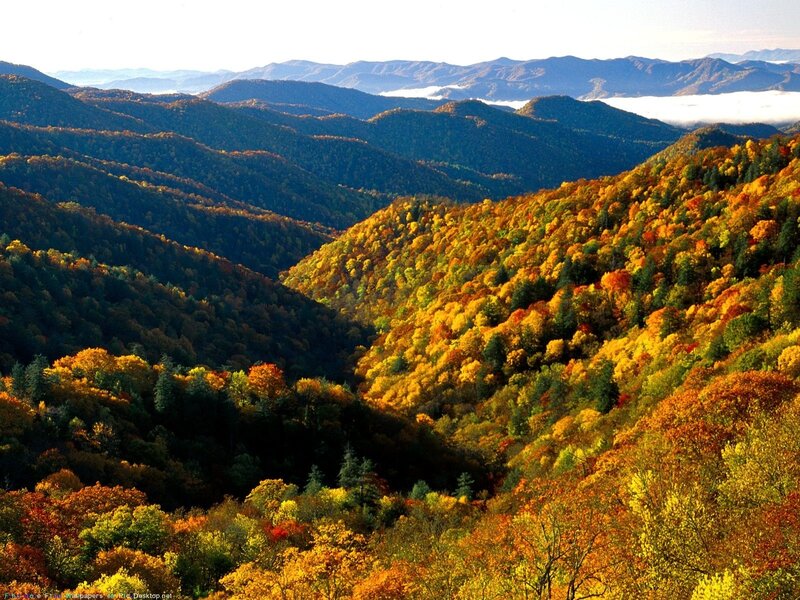 Autumn Forest Valley — Yellow, Serene, Photograph, Mountains