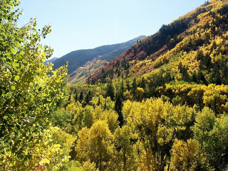 Autumn Forest Valley — Yellow, Serene, Photograph