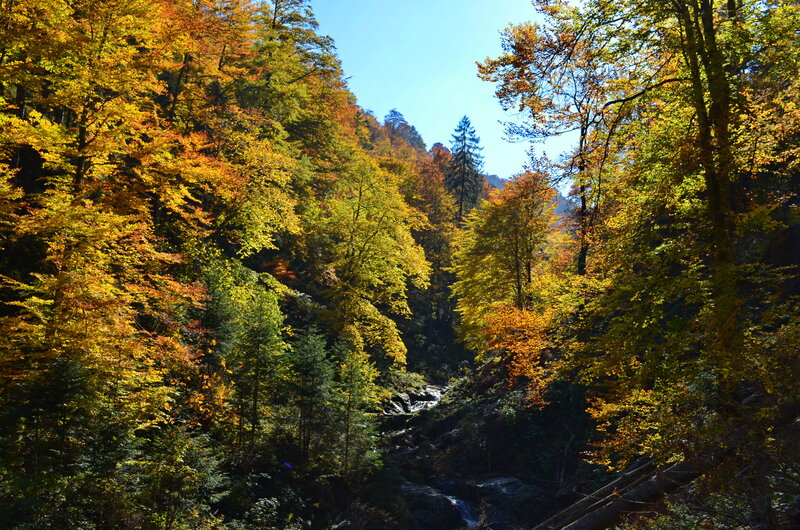 Autumn Forest Valley — Yellow, Serene, Photograph, Trees, Stream