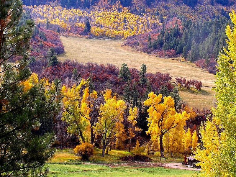 Autumn Forest Valley — Yellow, Serene, Photograph, Trees