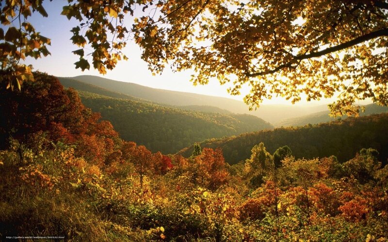Autumn Forest Valley — Yellow, Serene, Sunset, Photograph, Trees