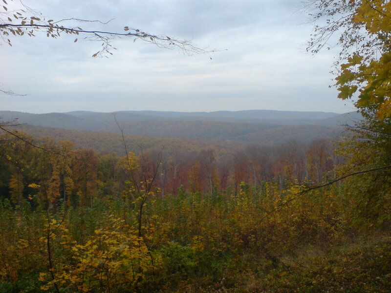 Autumn Forest Valley — Yellow