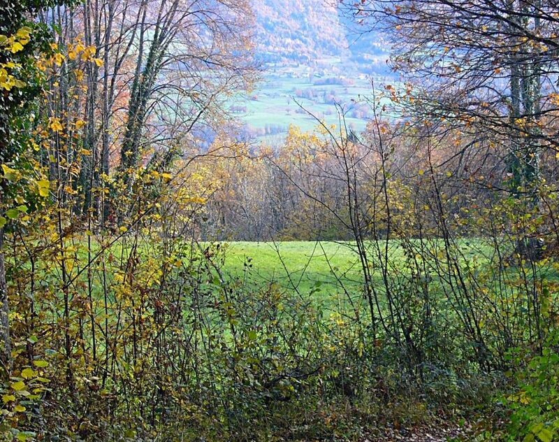 Autumn forest view