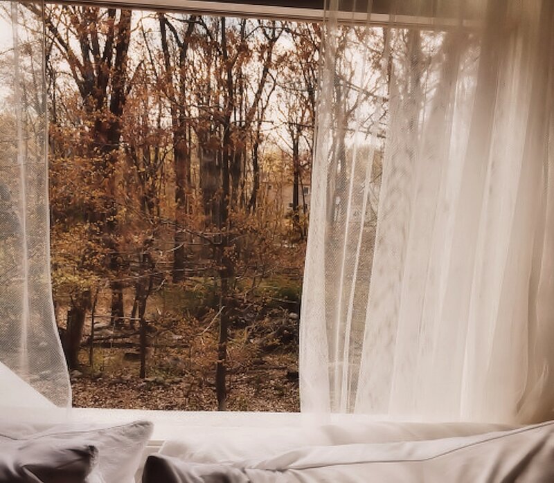 Autumn Forest View — Brown