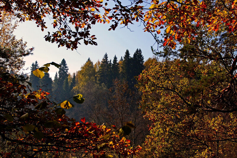 Autumn Forest View — Orange, Serene