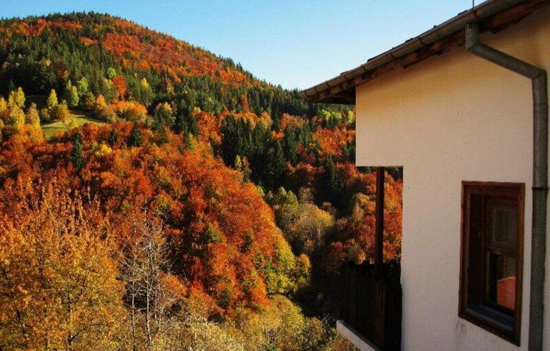 Autumn Forest View — Orange