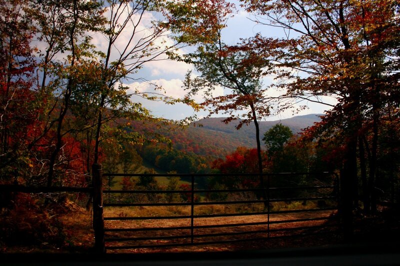 Autumn Forest View — Red