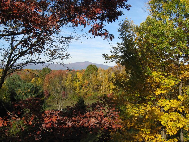 Autumn Forest View — Yellow