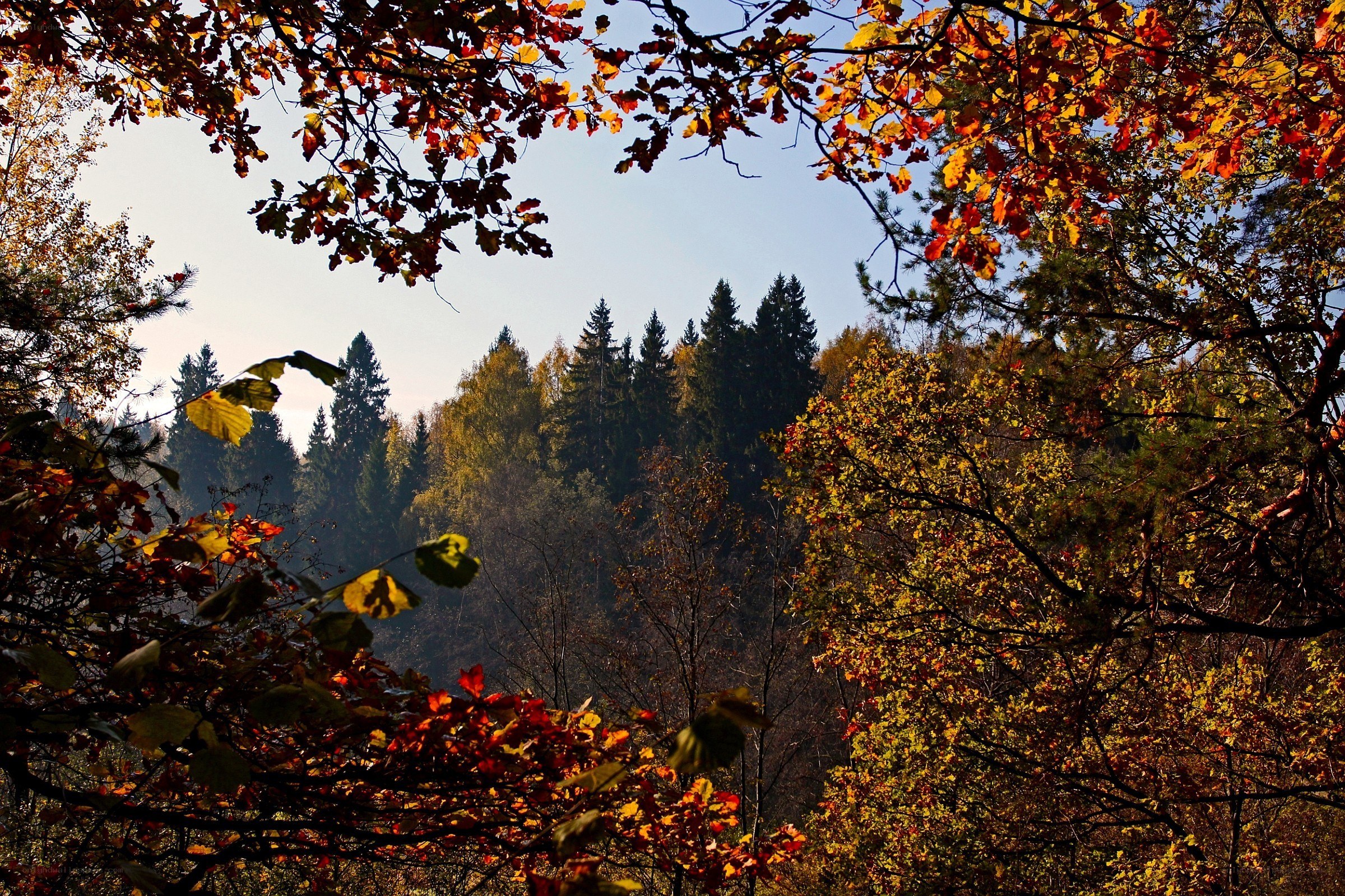 Autumn forest view