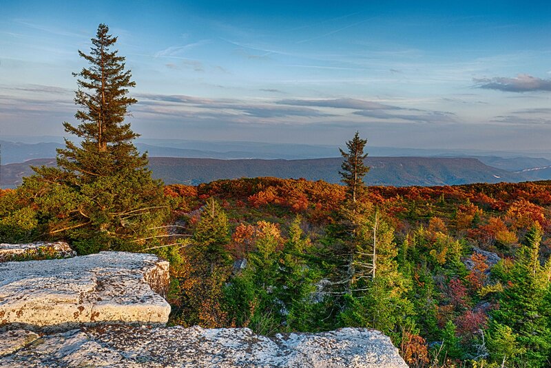 Autumn Forest Vista