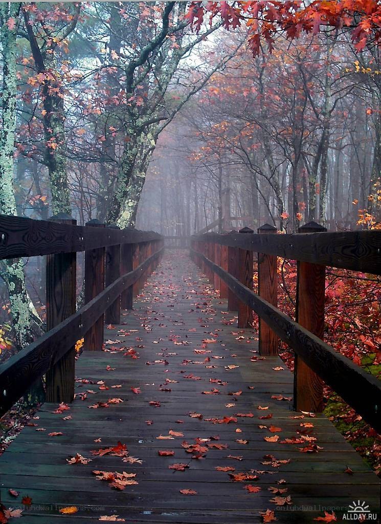 Autumn forest walkway