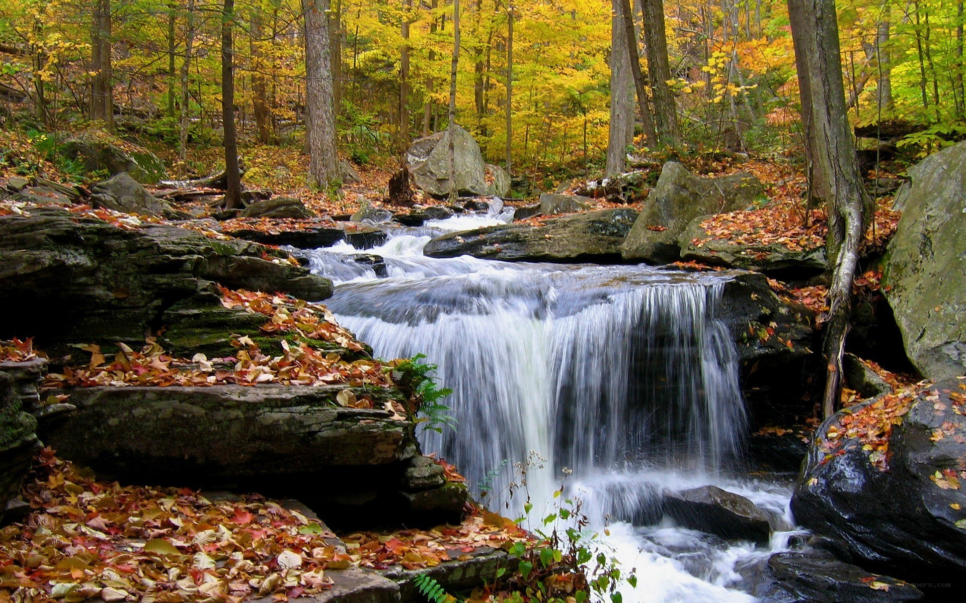 Autumn forest waterfall