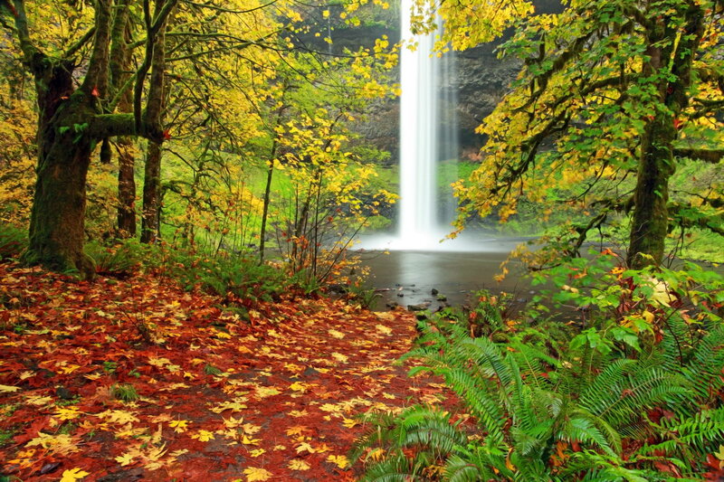 Autumn Forest Waterfall — Green, Serene, Photograph
