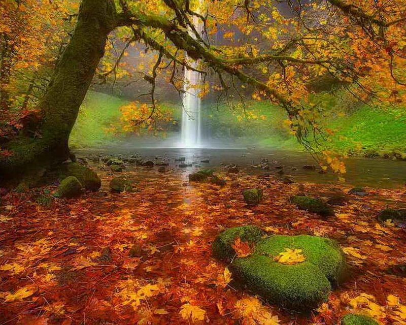 Autumn Forest Waterfall — Orange, Serene, Photograph, Fallen Leaves, Mossy Rocks, Tree Branches
