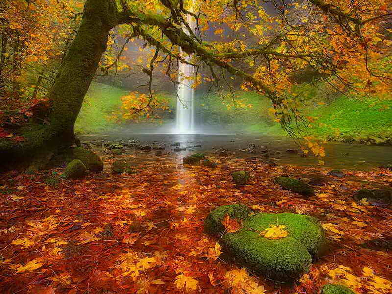 Autumn Forest Waterfall — Orange, Serene, Photograph, Fallen Leaves