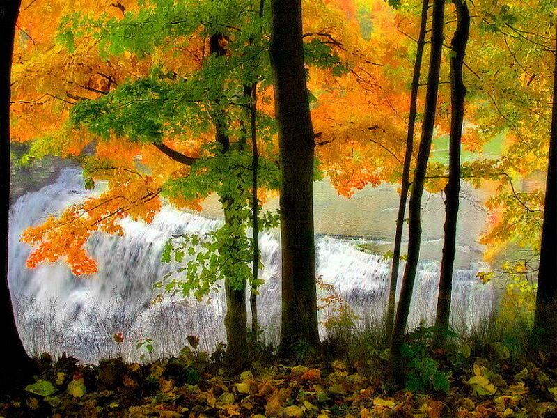 Autumn Forest Waterfall — Orange, Serene, Photograph