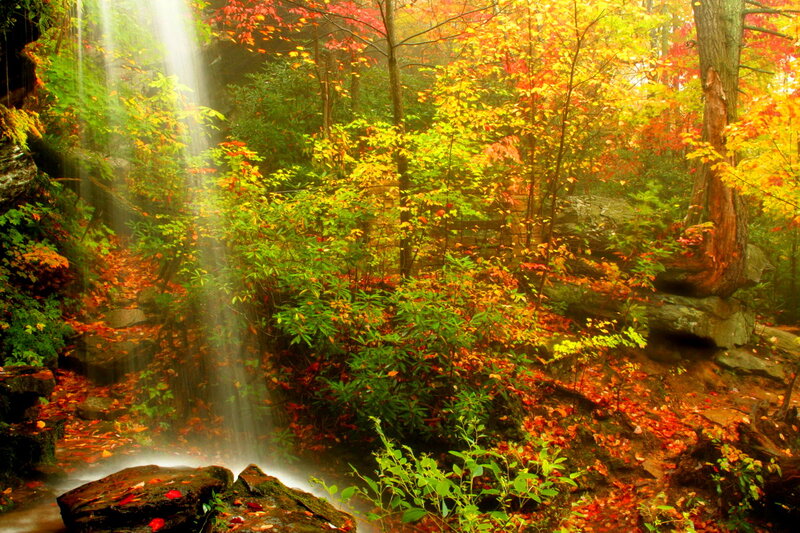 Autumn Forest Waterfall — Red, Serene, Photograph, Trees, Fallen Leaves