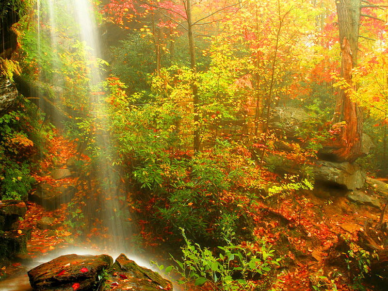 Autumn Forest Waterfall — Red, Serene
