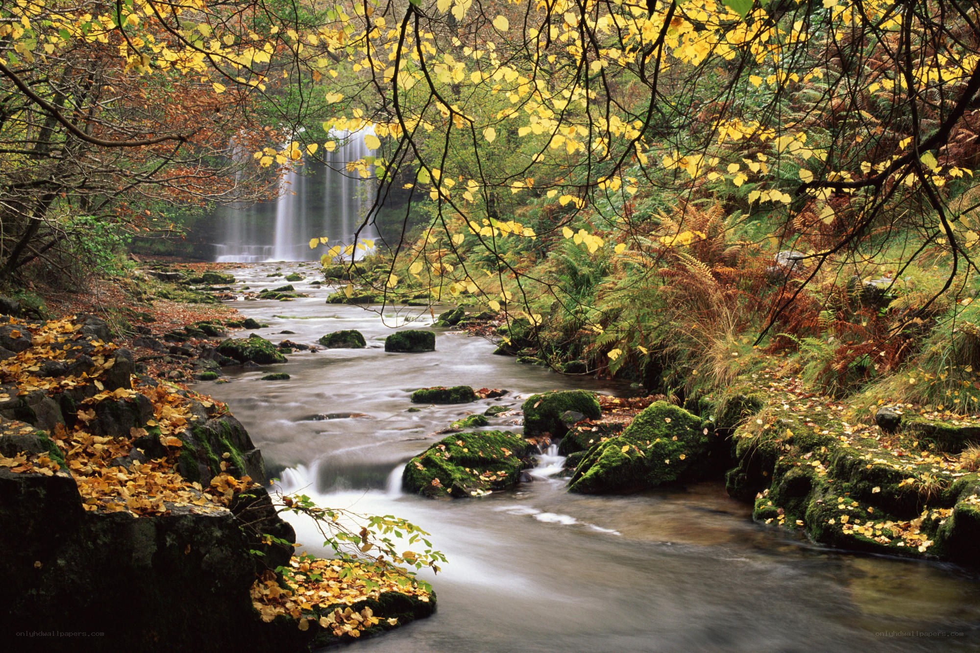 Autumn forest waterfall scene