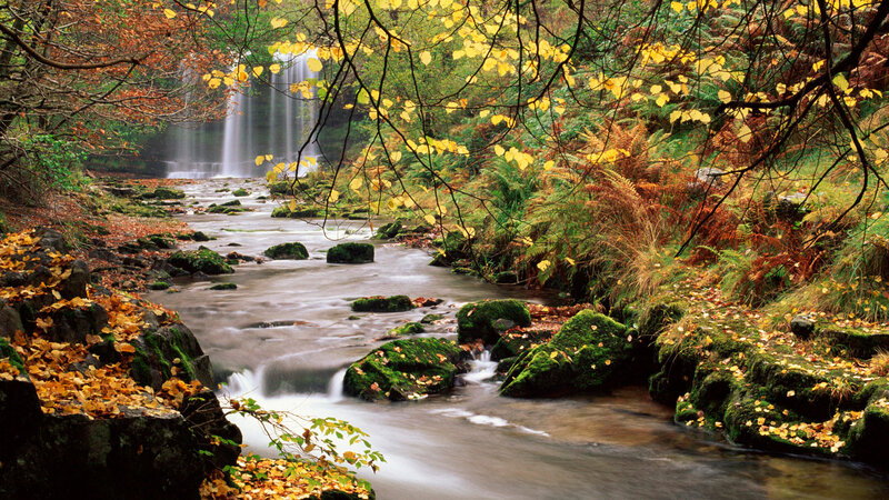 Autumn forest waterfall stream