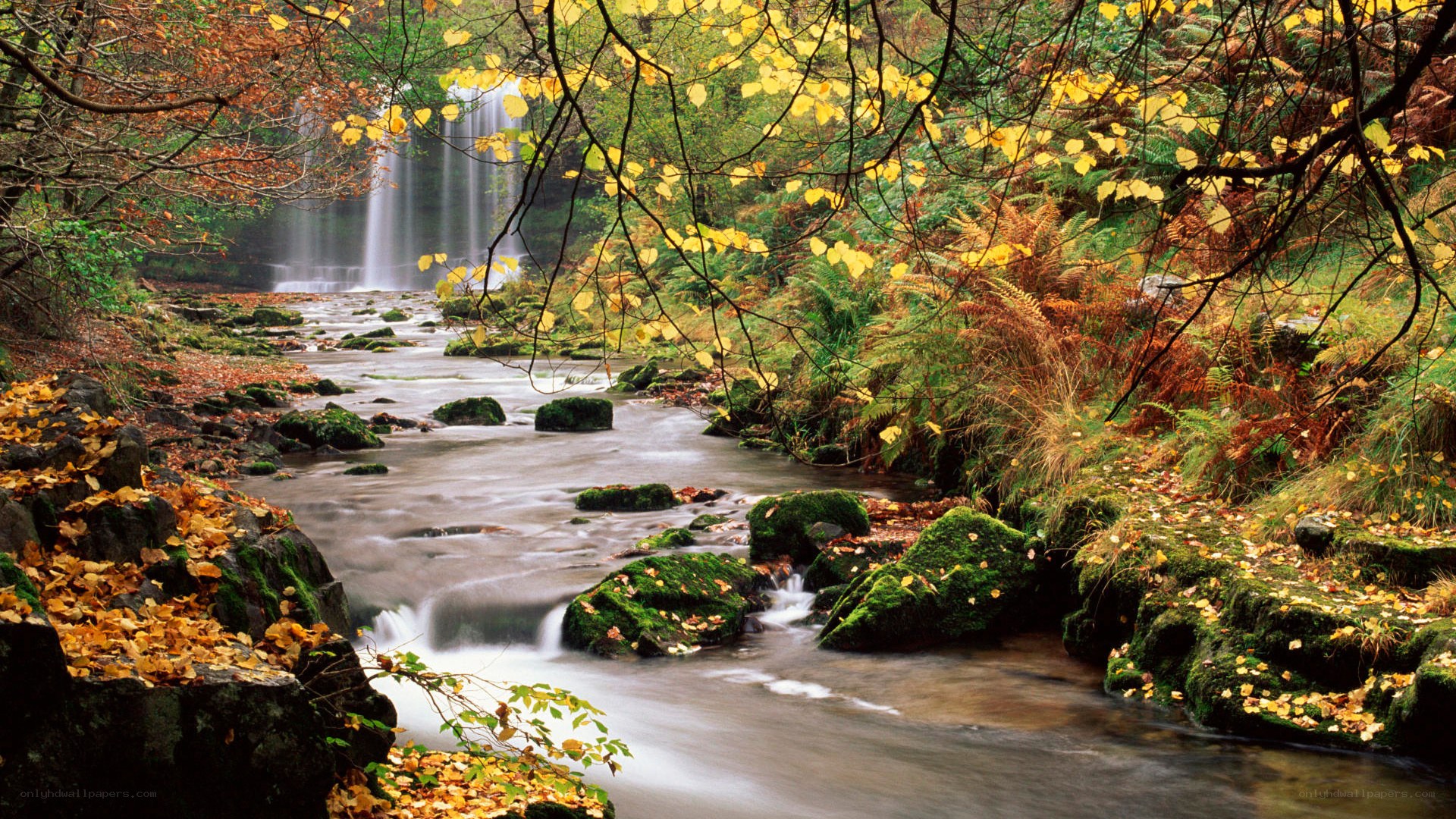Autumn forest waterfall stream
