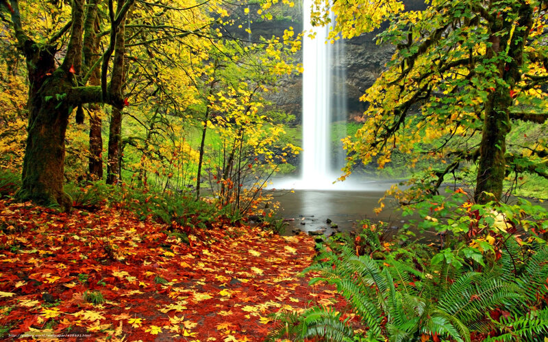 Autumn Forest Waterfall — Yellow, Serene, Photograph