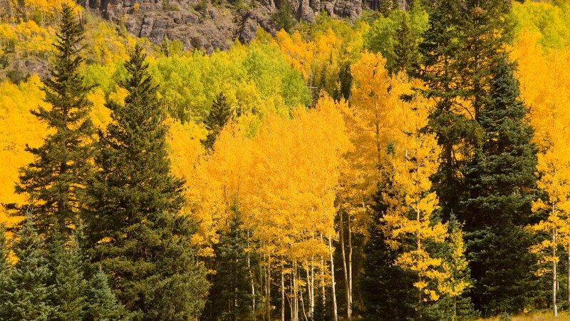 Autumn Forest with Aspen