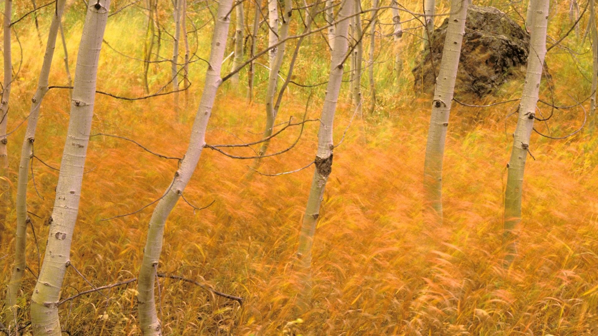Autumn forest with aspen trees