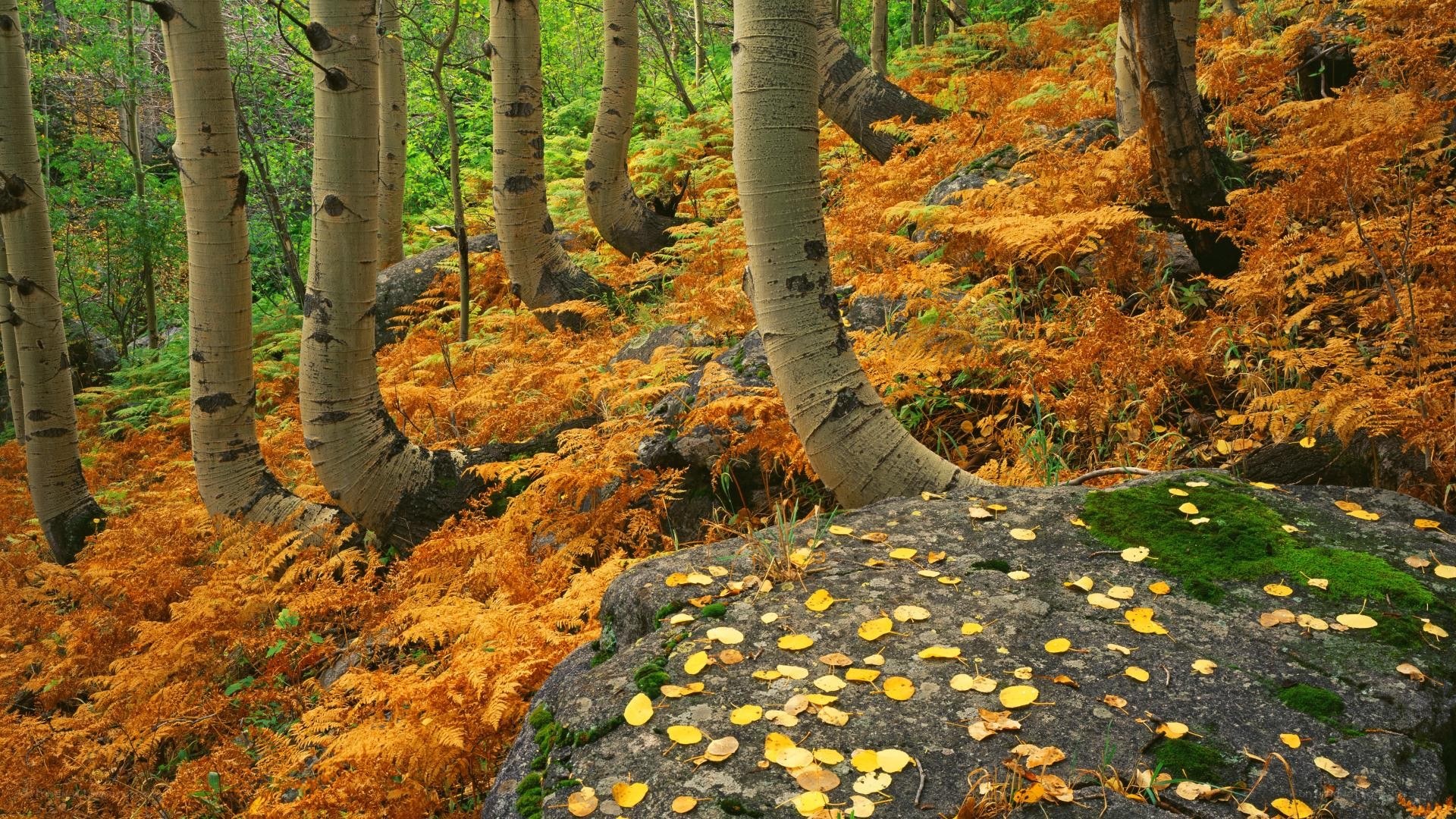 Autumn forest with aspen trees