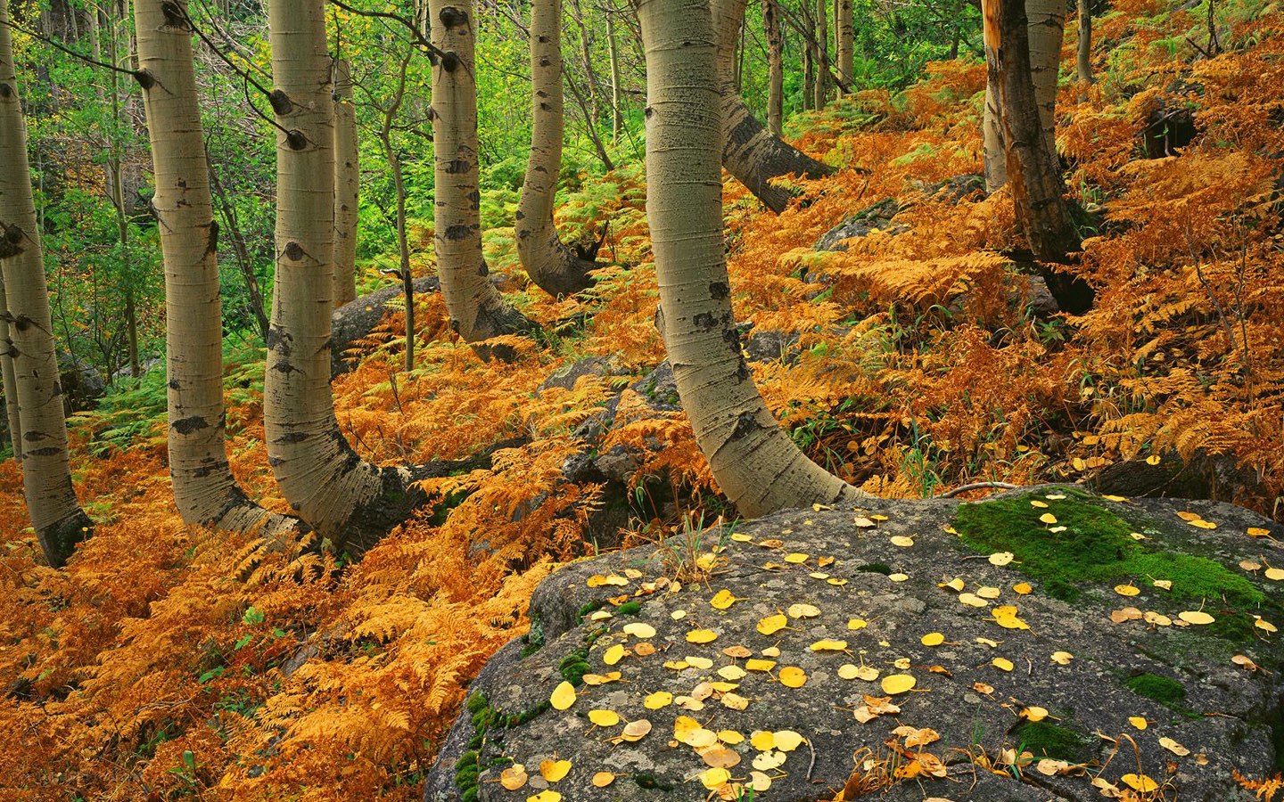 Autumn forest with aspen trees