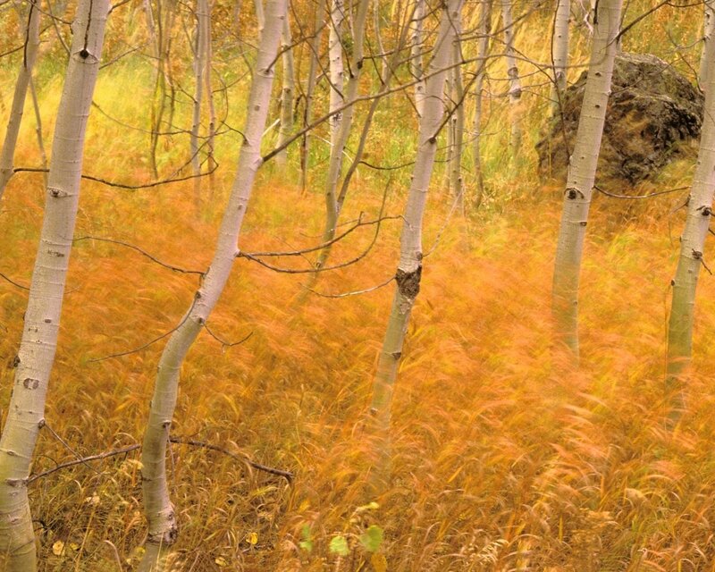 Autumn forest with aspen trees