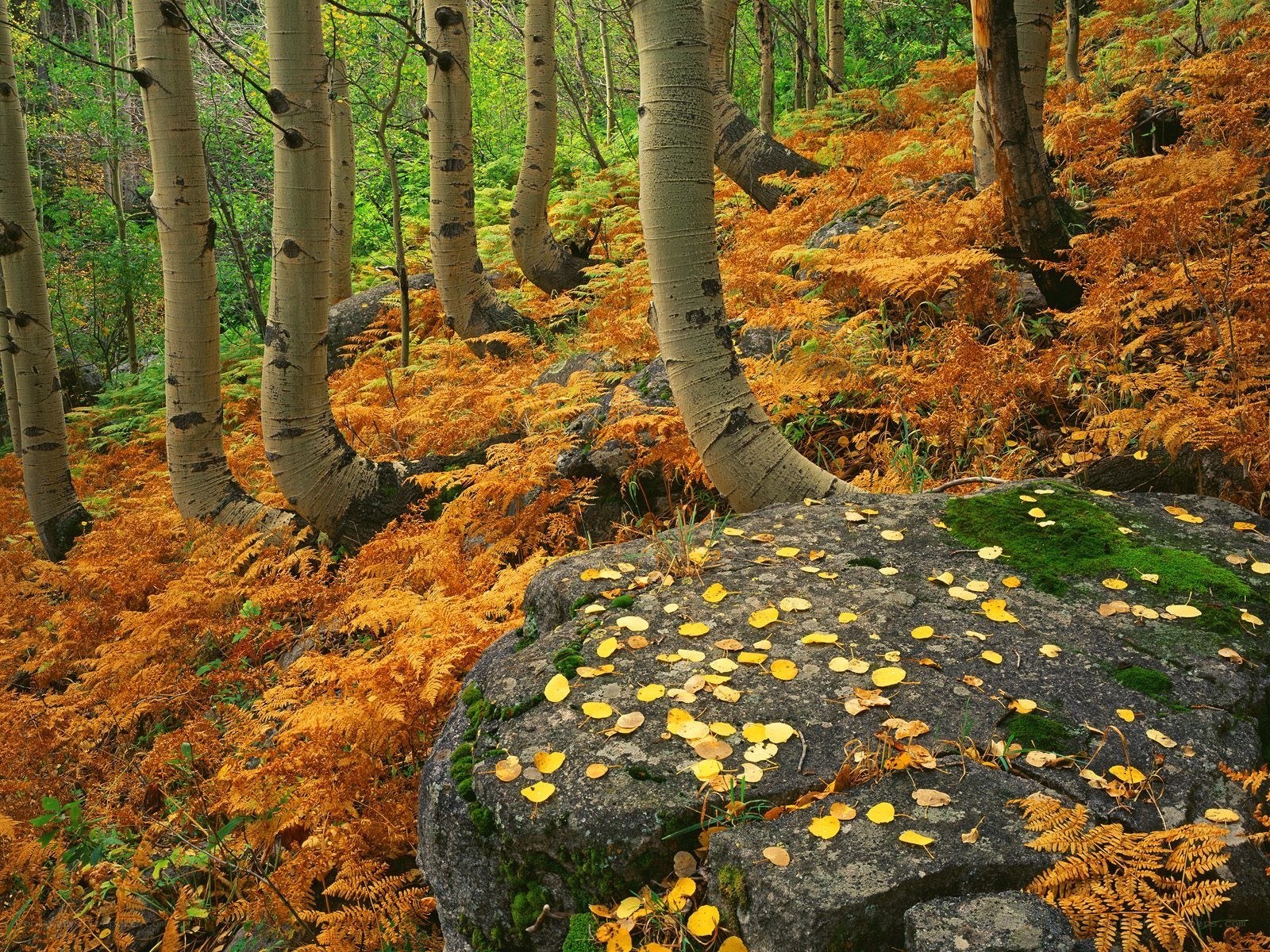 Autumn forest with aspen trees