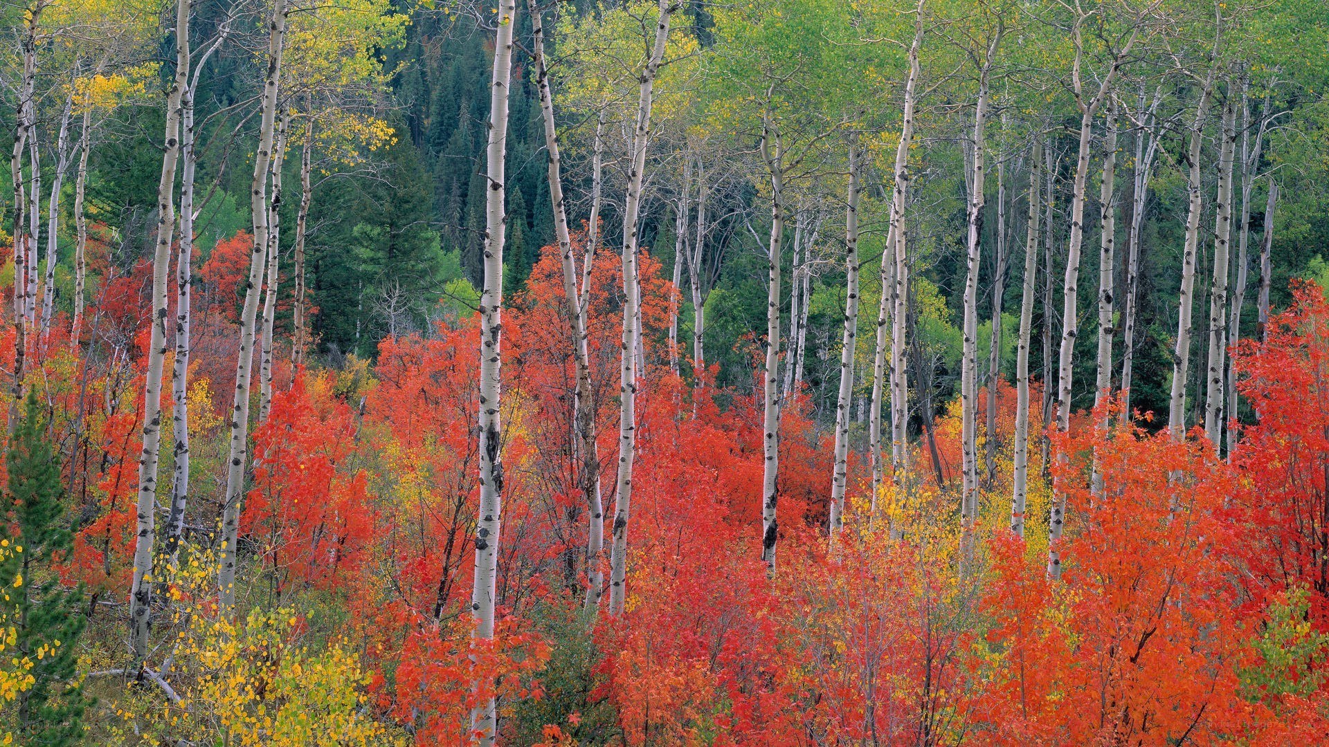 Autumn forest with aspen trees