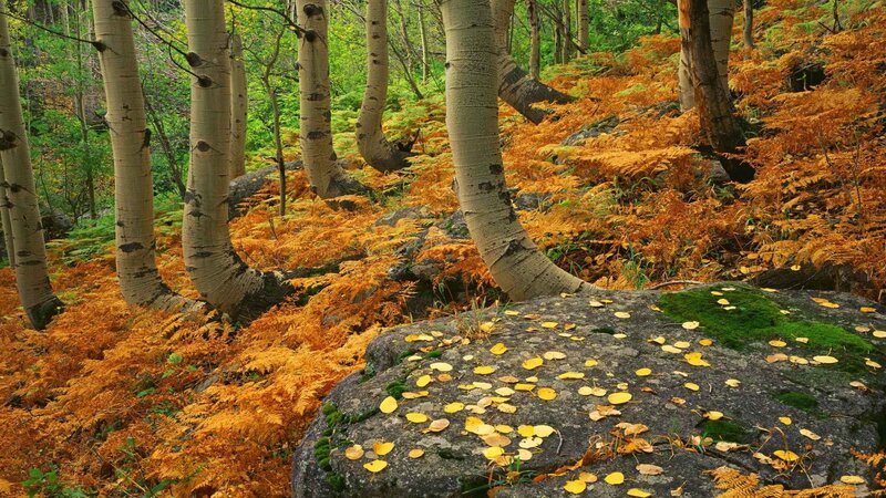 Autumn forest with aspen trees