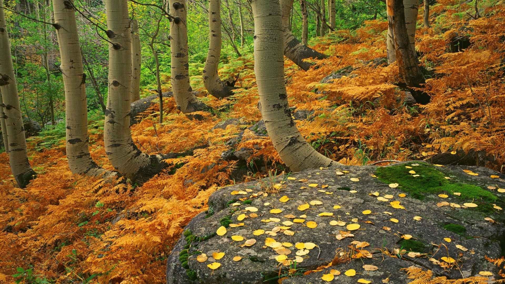 Autumn forest with aspen trees