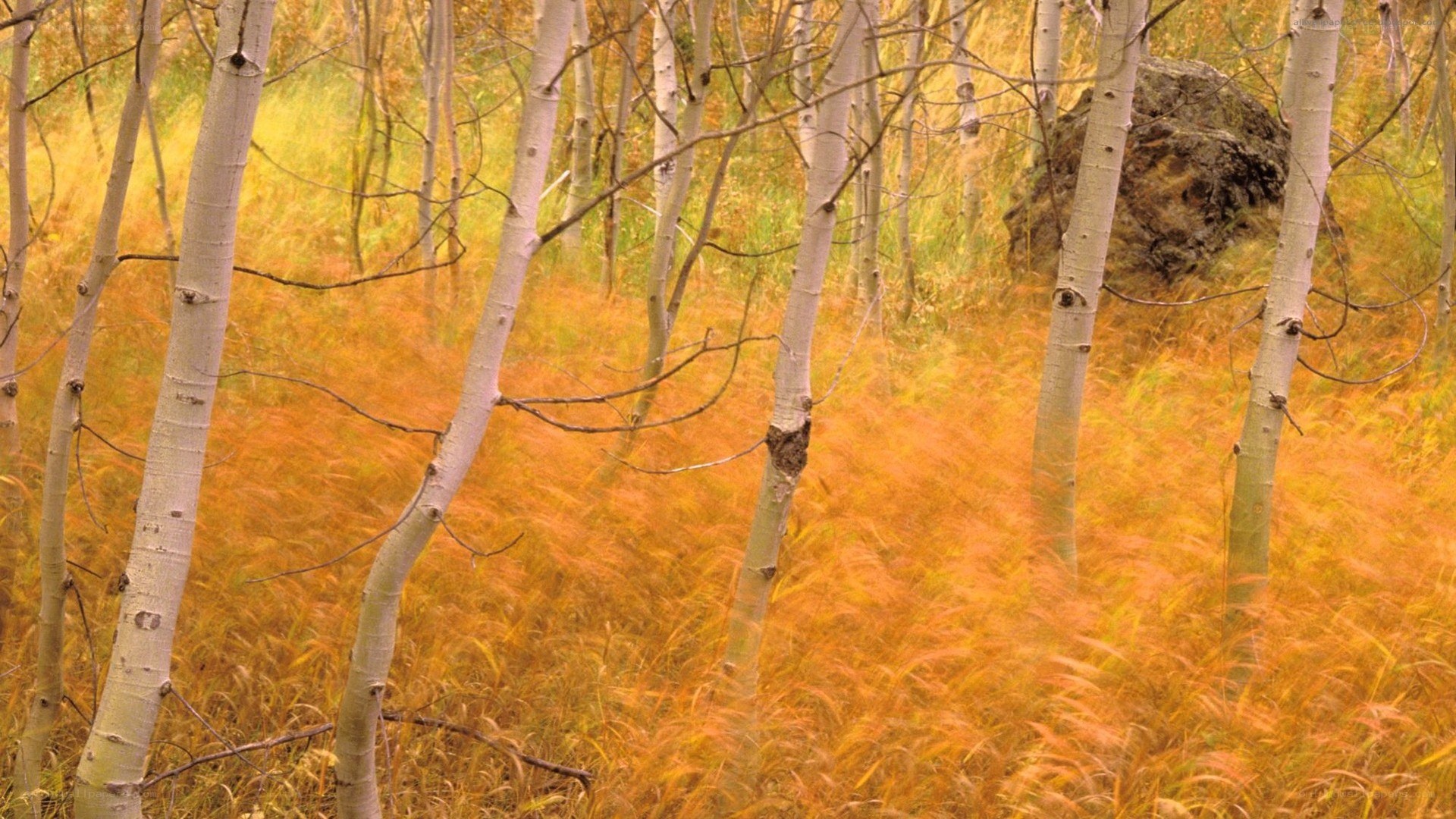Autumn forest with aspen trees