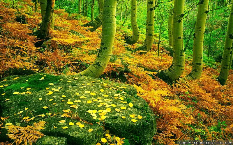 Autumn Forest with Aspen Trees — Green